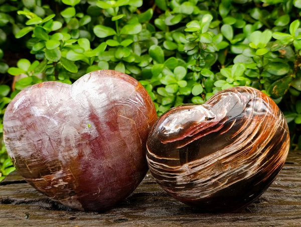 Polished Red Podocarpus Petrified Wood Hearts x 2 From Mahajanga, Madagascar