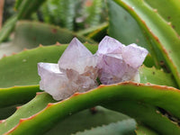 Natural Mix Of Spirit Quartz Crystals And Clusters x 20 From Boekenhouthoek, South Africa