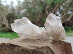 Natural Smokey Candle Quartz Crystals x 24 From Zimbabwe - Toprock Gemstones and Minerals 