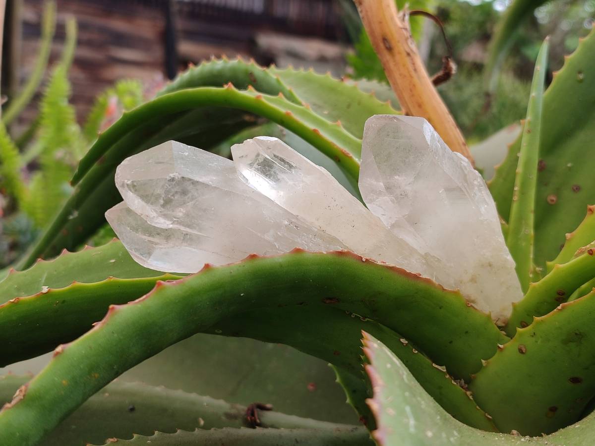 Natural Smokey Candle Quartz Crystals x 24 From Zimbabwe - Toprock Gemstones and Minerals 