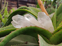 Natural Smokey Candle Quartz Crystals x 24 From Zimbabwe