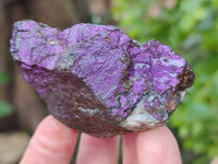 Natural Metallic Purpurite Specimens x 12 From Erongo, Namibia