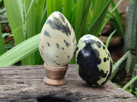 Polished Leopard Stone Free Forms x 6 From Zimbabwe