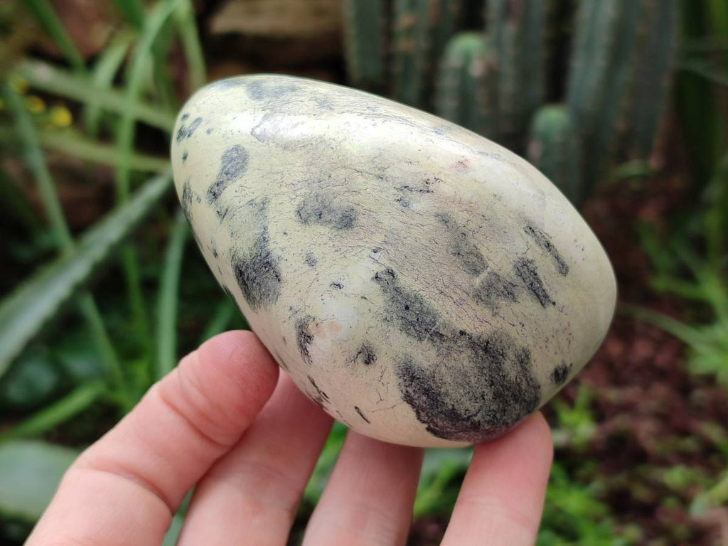 Polished Leopard Stone Free Forms x 6 From Zimbabwe - Toprock Gemstones and Minerals 