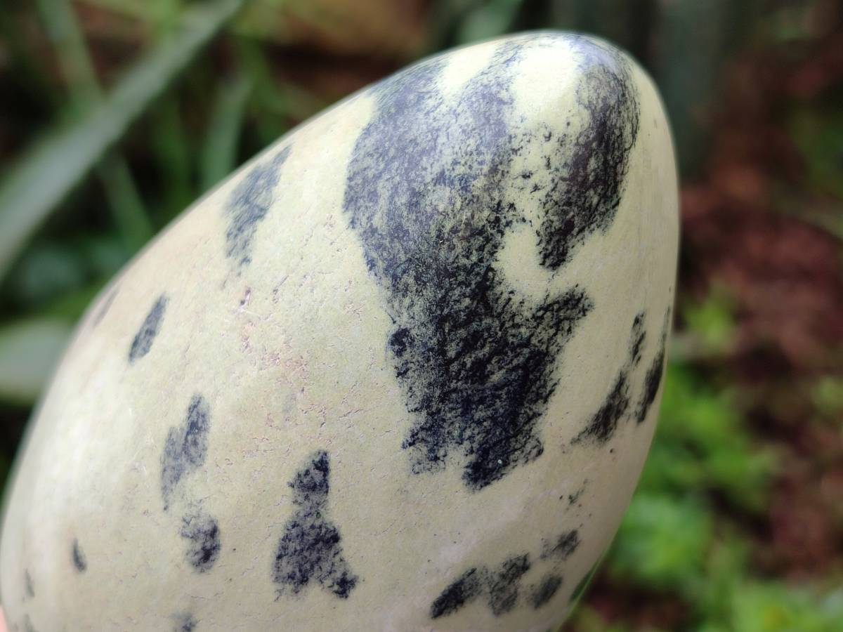 Polished Leopard Stone Free Forms x 6 From Zimbabwe - Toprock Gemstones and Minerals 