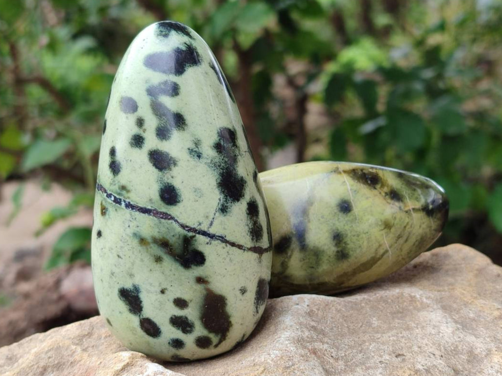 Polished Leopard Stone Free Forms x 6 From Zimbabwe - Toprock Gemstones and Minerals 