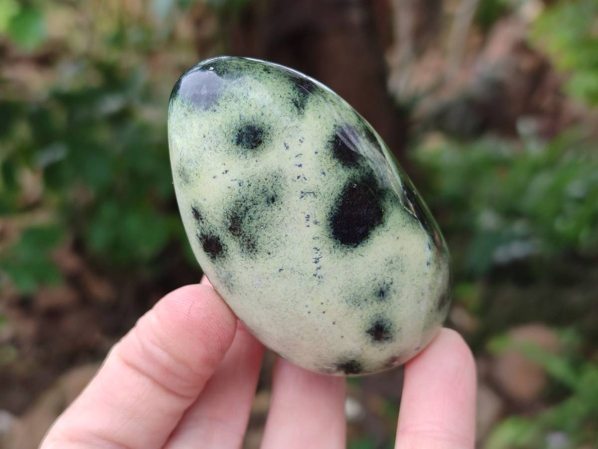 Polished Leopard Stone Free Forms x 6 From Zimbabwe - Toprock Gemstones and Minerals 