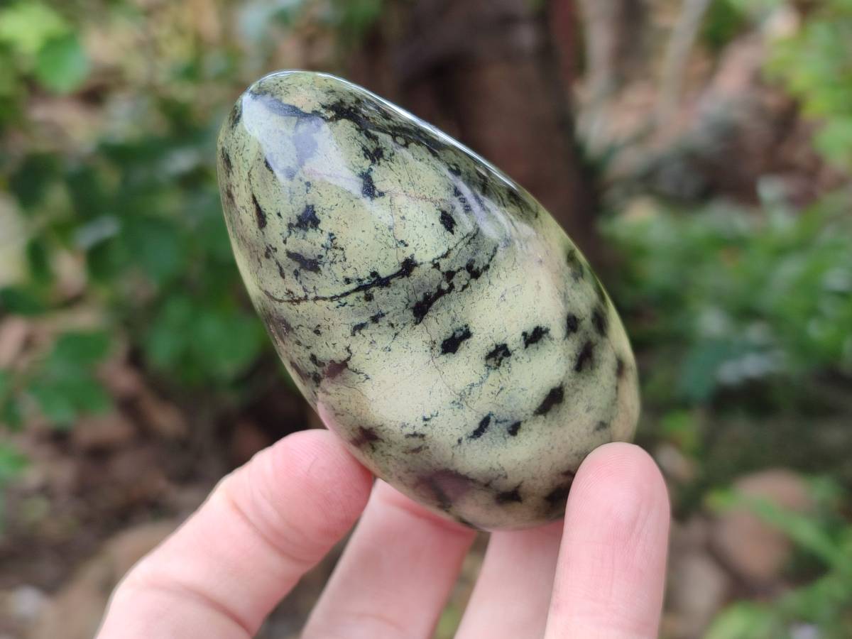 Polished Leopard Stone Free Forms x 6 From Zimbabwe - Toprock Gemstones and Minerals 