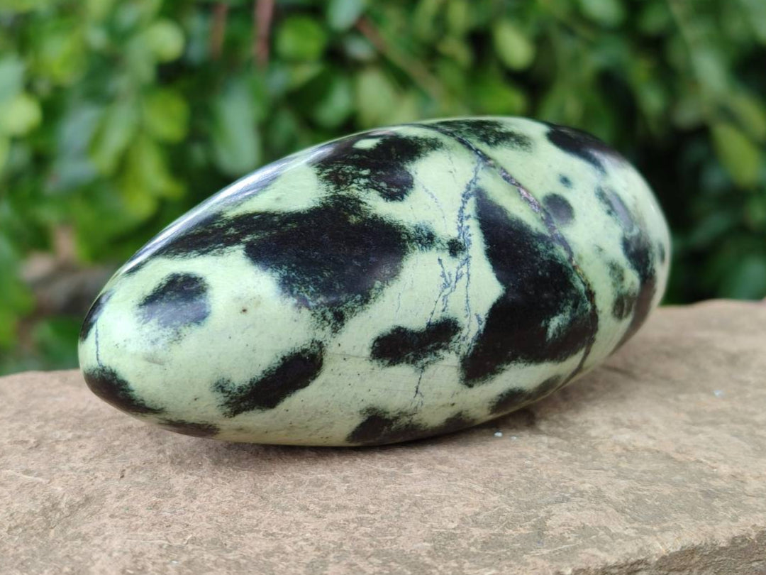 Polished Leopard Stone Free Forms x 6 From Zimbabwe - Toprock Gemstones and Minerals 