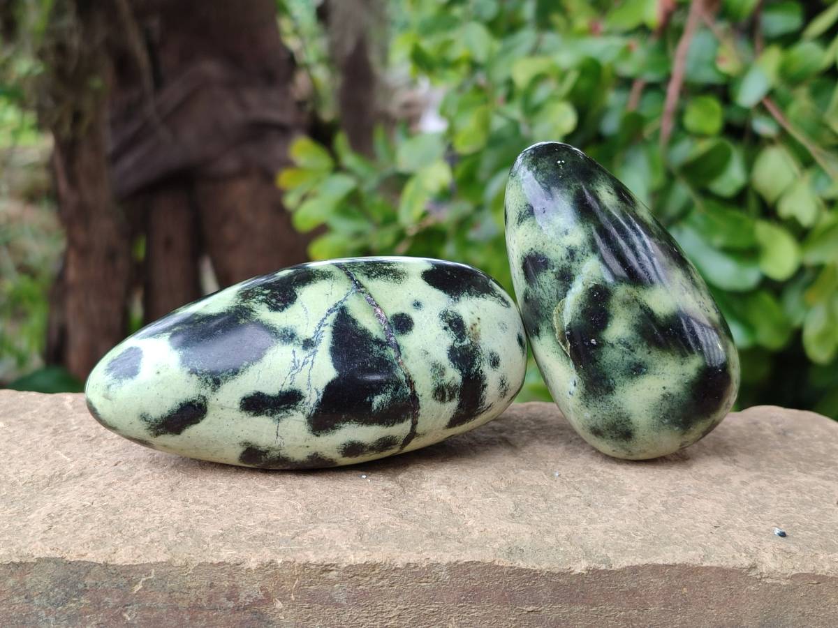 Polished Leopard Stone Free Forms x 6 From Zimbabwe - Toprock Gemstones and Minerals 