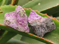 Natural Stichtite Cobbed Specimens x 70 From Barberton, South Africa