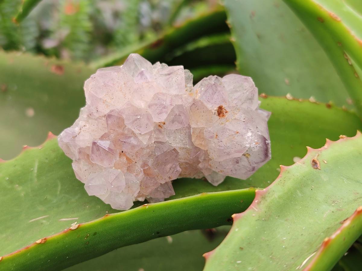 Natural Sunburst Amethyst Spirit Quartz Clusters x 12 From Boekenhouthoek, South Africa - Toprock Gemstones and Minerals 
