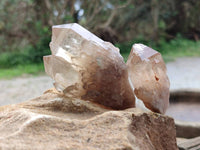Natural Selected Luena Smokey Phantom Quartz Cluster and Crystals x 12 From Congo
