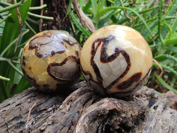Polished Large Septerye Spheres x 2 From Mahajanga, Madagascar
