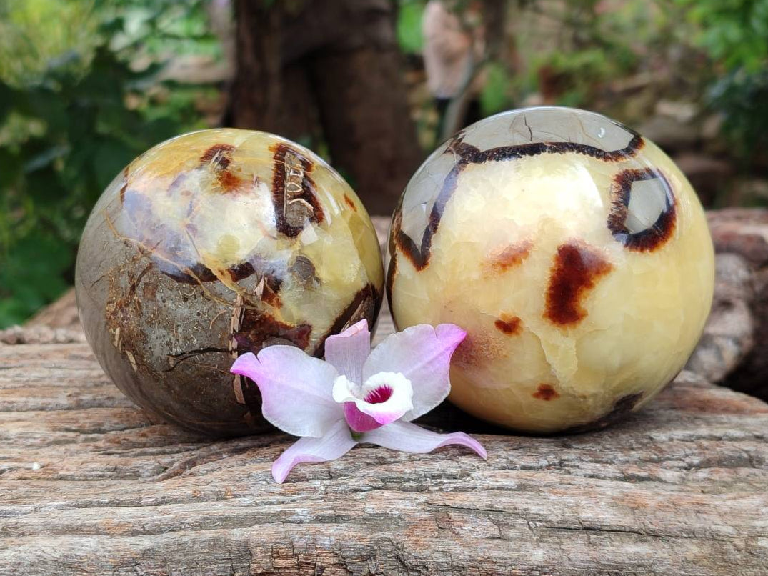 Polished Large Septerye Spheres x 2 From Mahajanga, Madagascar - Toprock Gemstones and Minerals 