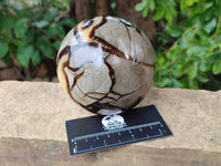 Polished Large Septerye Spheres x 2 From Mahajanga, Madagascar