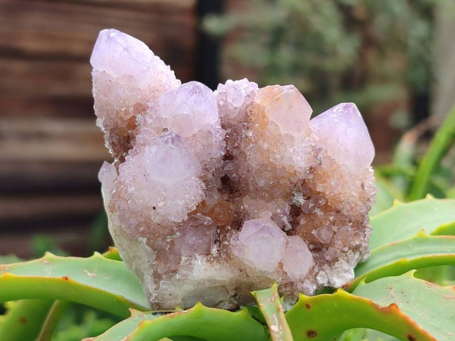 Natural Ametrine and Amethyst Spirit Quartz Clusters x 12 From South Africa - Toprock Gemstones and Minerals 