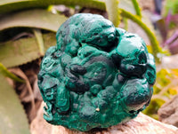 Natural Botryoidal Malachite Specimen x 2 From Congo