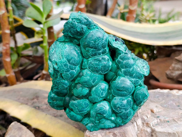 Natural Botryoidal Malachite Specimen x 2 From Congo