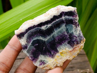 Polished On One Side Watermelon Fluorite Cobbed Pieces x 12 From Uis, Namibia