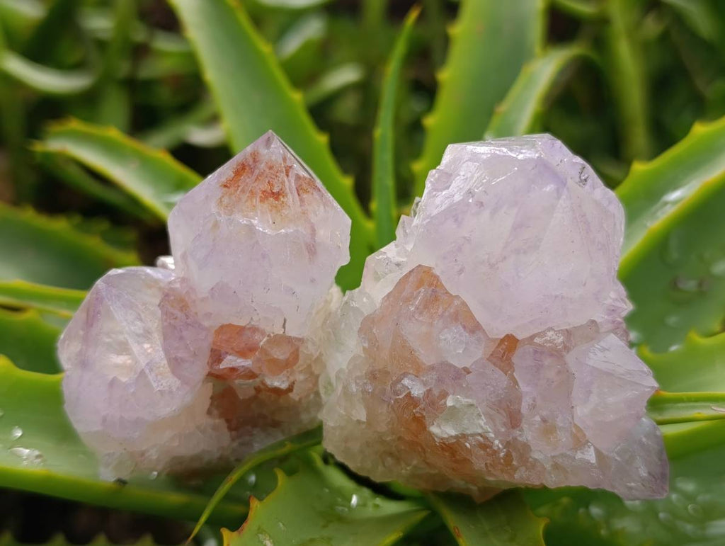 Natural Mix Of Amethyst Spirit Quartz Clusters x 12 From Boekenhouthoek, South Africa - Toprock Gemstones and Minerals 