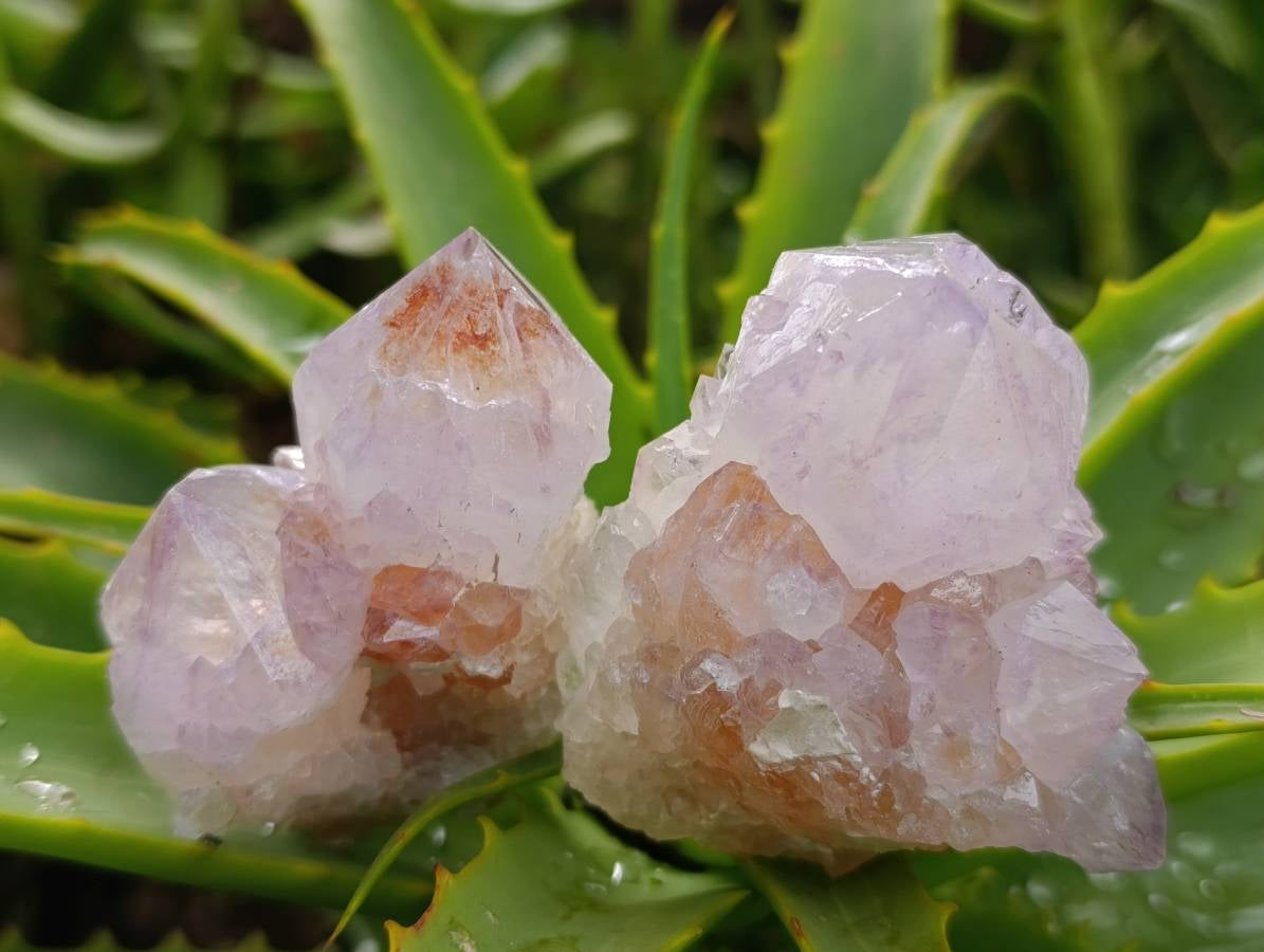 Natural Mix Of Amethyst Spirit Quartz Clusters x 12 From Boekenhouthoek, South Africa - Toprock Gemstones and Minerals 