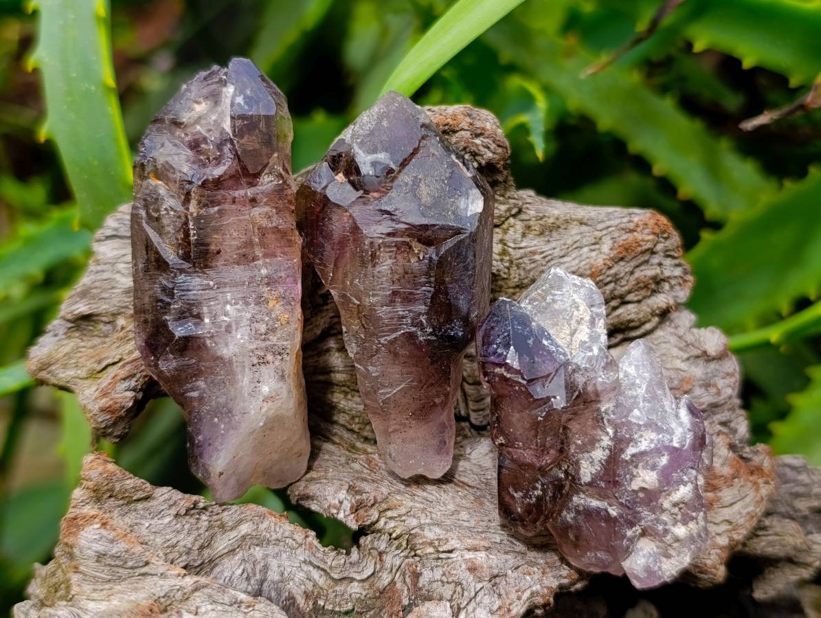 Natural Window Amethyst Crystals x 12 From Chiredzi, Zimbabwe - Toprock Gemstones and Minerals 