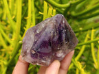 Natural Window Amethyst Crystals x 12 From Chiredzi, Zimbabwe - Toprock Gemstones and Minerals 