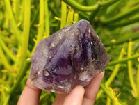 Natural Window Amethyst Crystals x 12 From Chiredzi, Zimbabwe