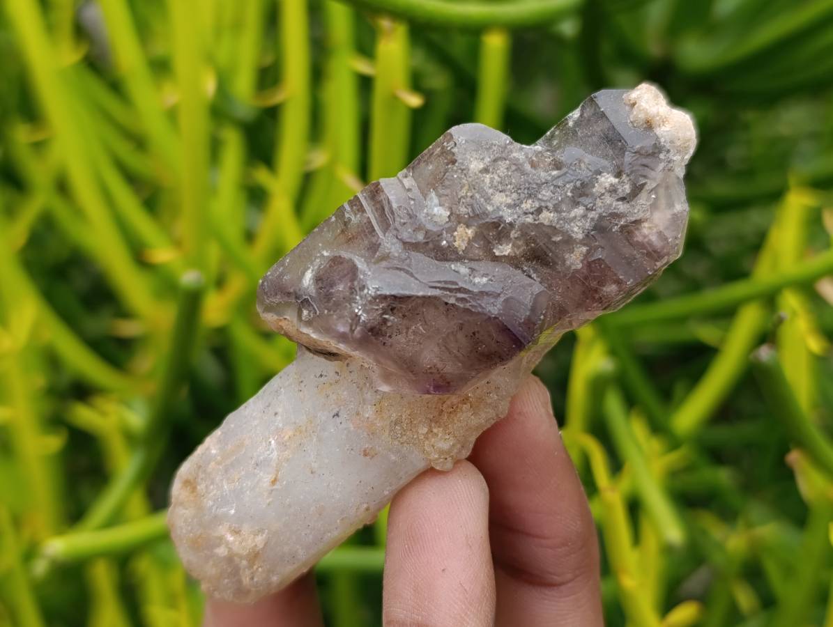 Natural Window Amethyst Crystals x 12 From Chiredzi, Zimbabwe - Toprock Gemstones and Minerals 