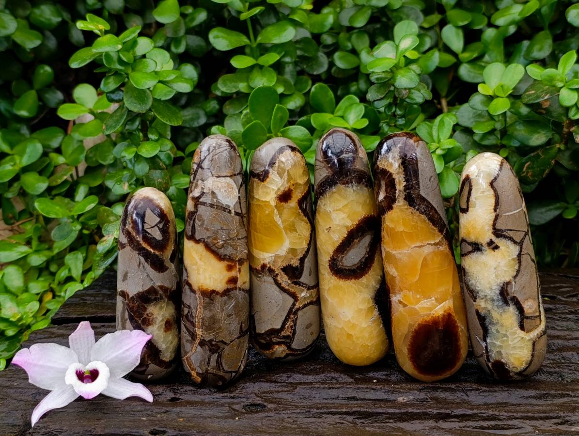 Polished Septerye Massage Wands x 6 From Mahajanga, Madagascar - Toprock Gemstones and Minerals 