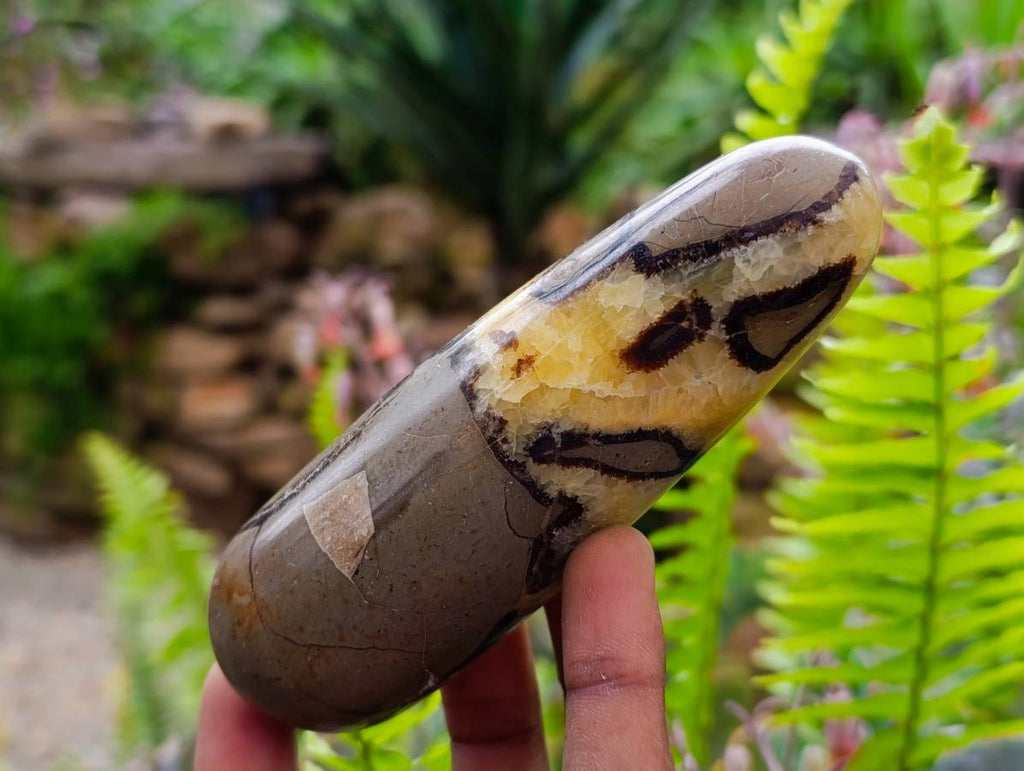 Polished Septerye Massage Wands x 6 From Mahajanga, Madagascar - Toprock Gemstones and Minerals 