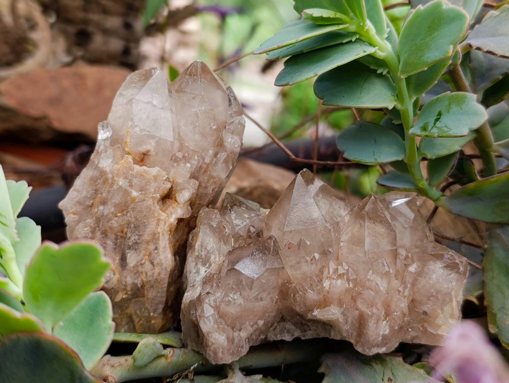 Natural Smokey Phantom Quartz Clusters x 6 From Luena, Congo - Toprock Gemstones and Minerals 