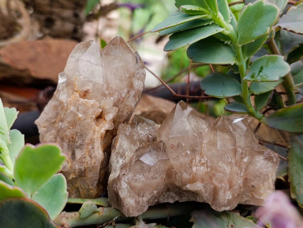 Natural Smokey Phantom Quartz Clusters x 6 From Luena, Congo - Toprock Gemstones and Minerals 
