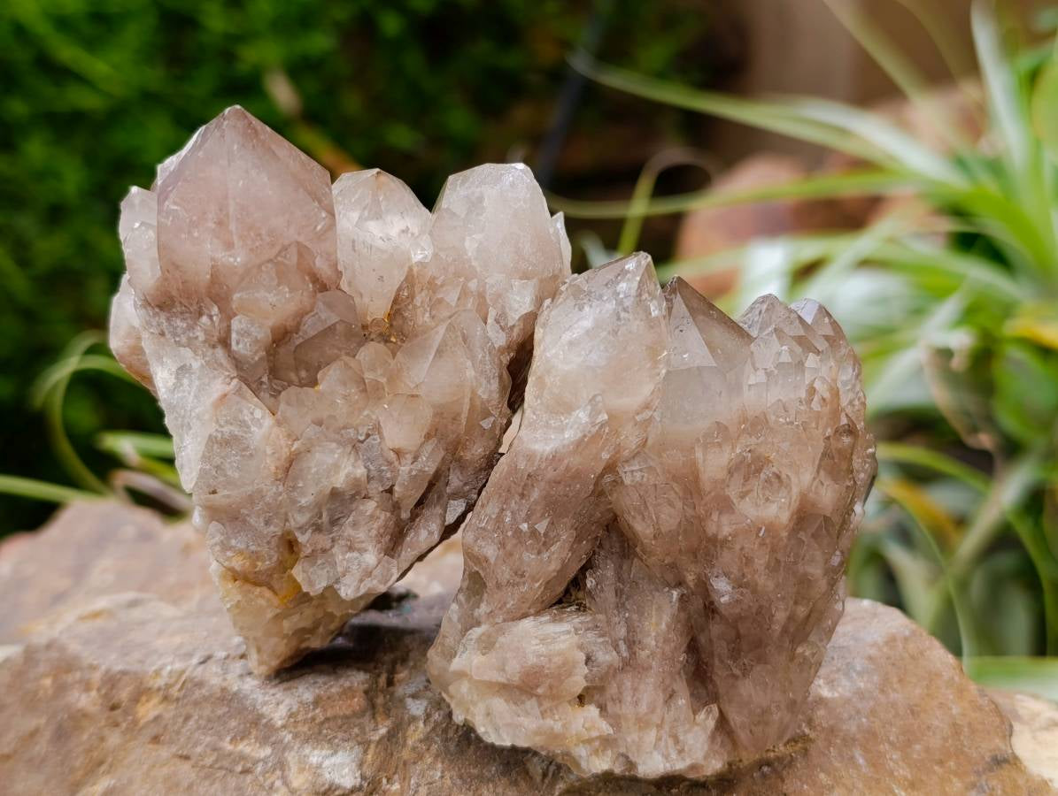 Natural Smokey Phantom Quartz Clusters x 6 From Luena, Congo - Toprock Gemstones and Minerals 