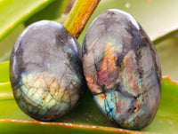 Polished Labradorite Galets x 20 From Tulear, Madagascar