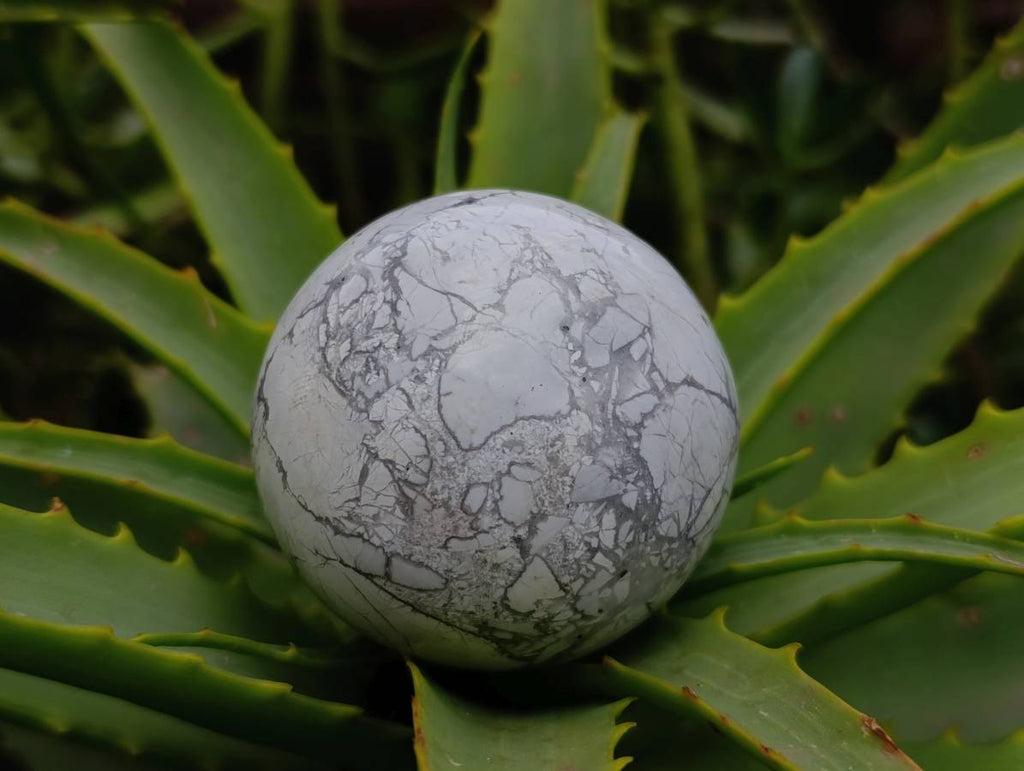 Polished Lightning Strike Howlite Spheres x 3 - From Zimbabwe - Toprock Gemstones and Minerals 