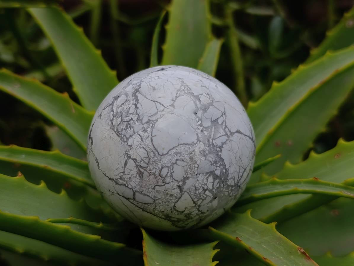 Polished Lightning Strike Howlite Spheres x 3 - From Zimbabwe - Toprock Gemstones and Minerals 
