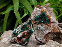 Natural Ball Malachite and Drusy Quartz On Dolomite Matrix Specimens x 6 From Mindingi Mine, Kambove, Congo