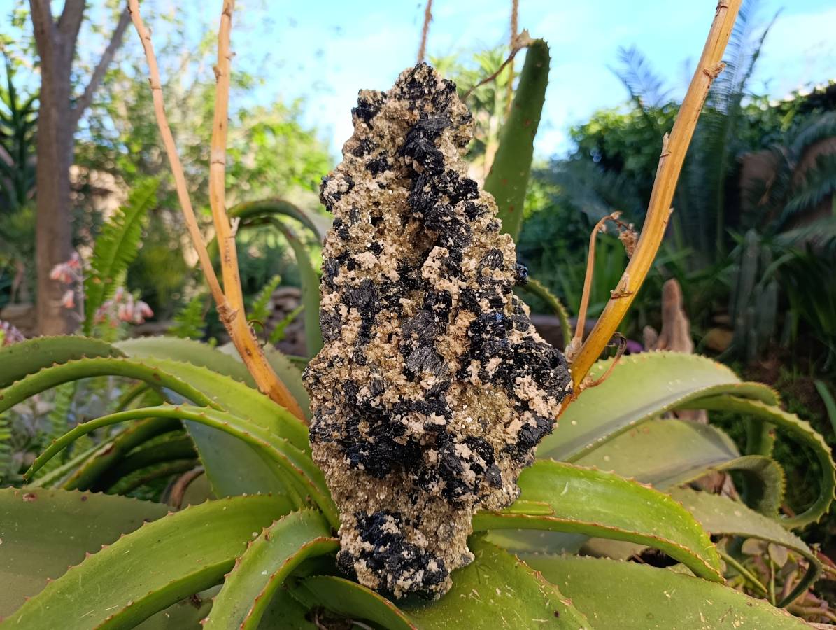 Natural Schorl Black Tourmaline with Mica x 1 From Erongo, Namibia - Toprock Gemstones and Minerals 