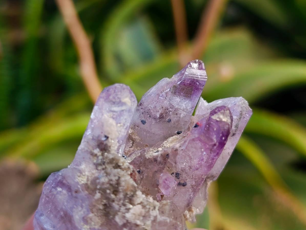 Natural Window Amethyst Crystals x 12 From Chiredzi, Zimbabwe - Toprock Gemstones and Minerals 