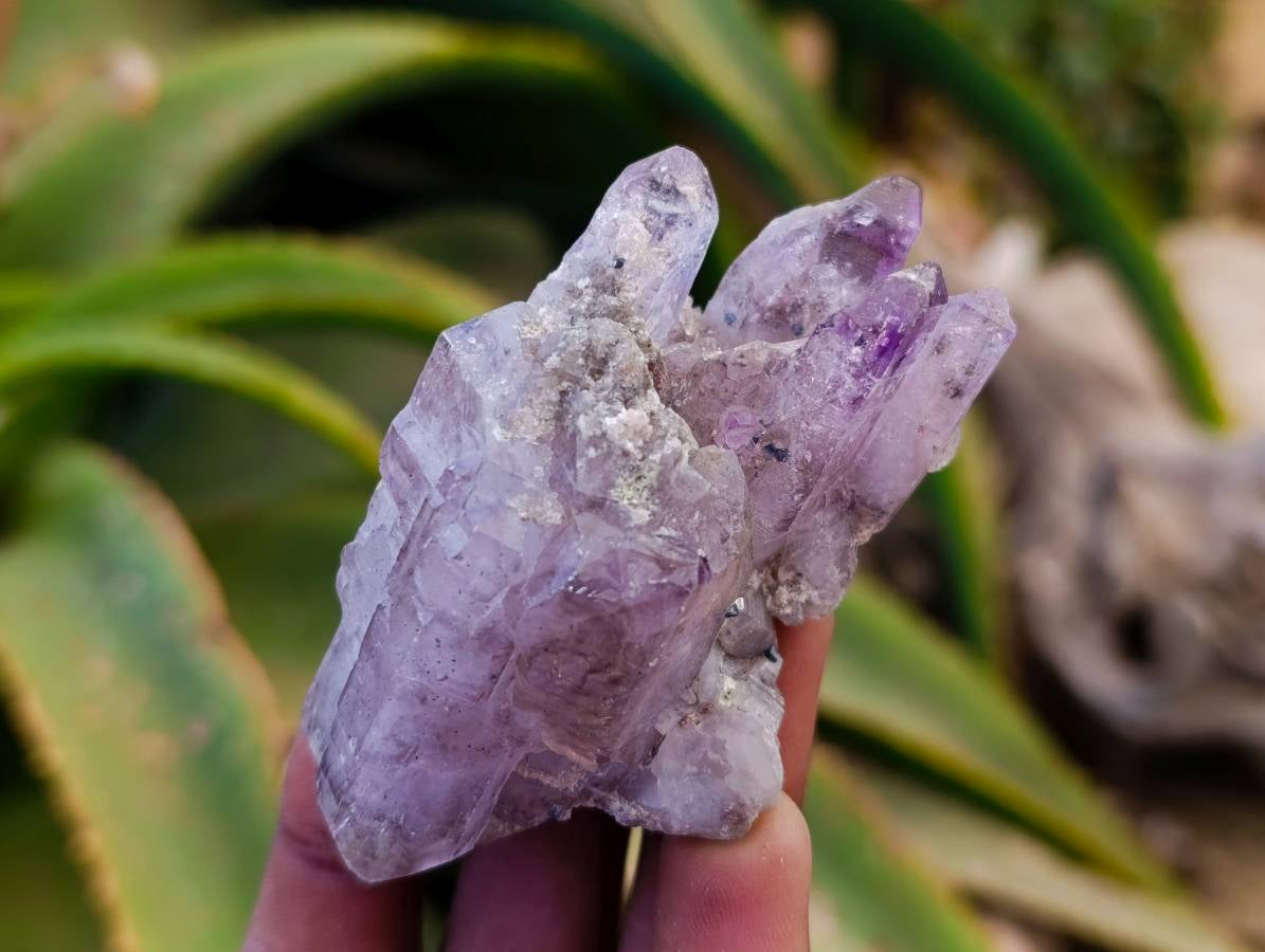 Natural Window Amethyst Crystals x 12 From Chiredzi, Zimbabwe - Toprock Gemstones and Minerals 