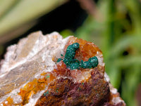 Natural Ball Malachite and Drusy Quartz On Dolomite Matrix Specimens x 6 From Mindingi Mine, Kambove, Congo