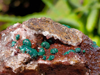 Natural Ball Malachite and Drusy Quartz On Dolomite Matrix Specimens x 6 From Mindingi Mine, Kambove, Congo