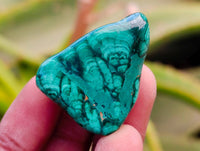 Polished Flower Banded Malachite Free Forms x 35 From Congo