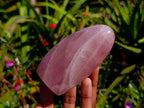 Polished Rose Quartz Standing Free Form x 2 From Madagascar - Toprock Gemstones and Minerals 
