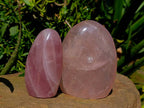Polished Rose Quartz Standing Free Form x 2 From Madagascar - Toprock Gemstones and Minerals 