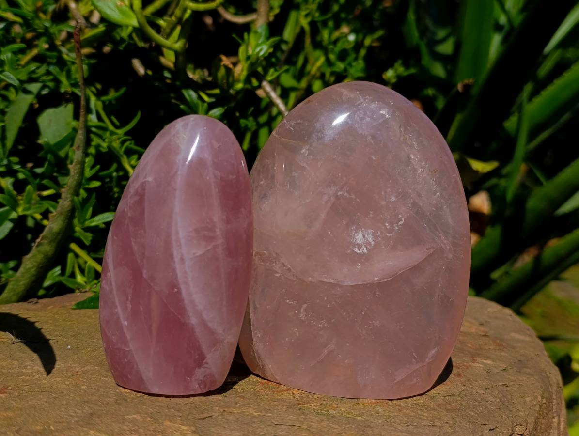 Polished Rose Quartz Standing Free Form x 2 From Madagascar - Toprock Gemstones and Minerals 