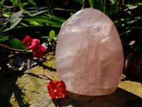 Polished Rose Quartz Standing Free Form x 2 From Madagascar