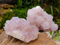 Natural Sunburst Amethyst Spirit Quartz Clusters x 6 From Boekenhouthoek, South Africa